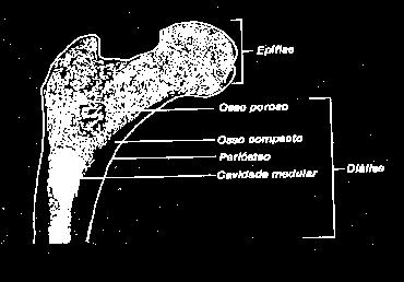 Ósseo   Ósseo