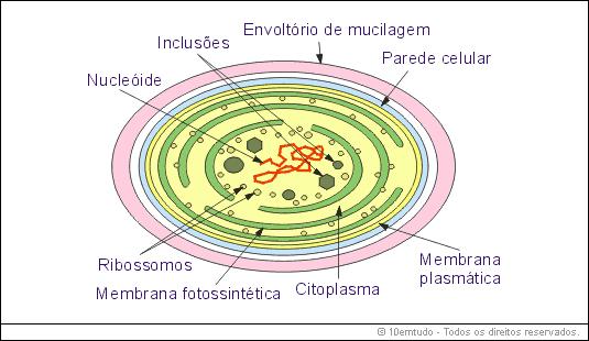 Cianobactérias bactérias fotossintetizantes: o citoplasma apresenta membranas lipoprotéicas dispostas em várias