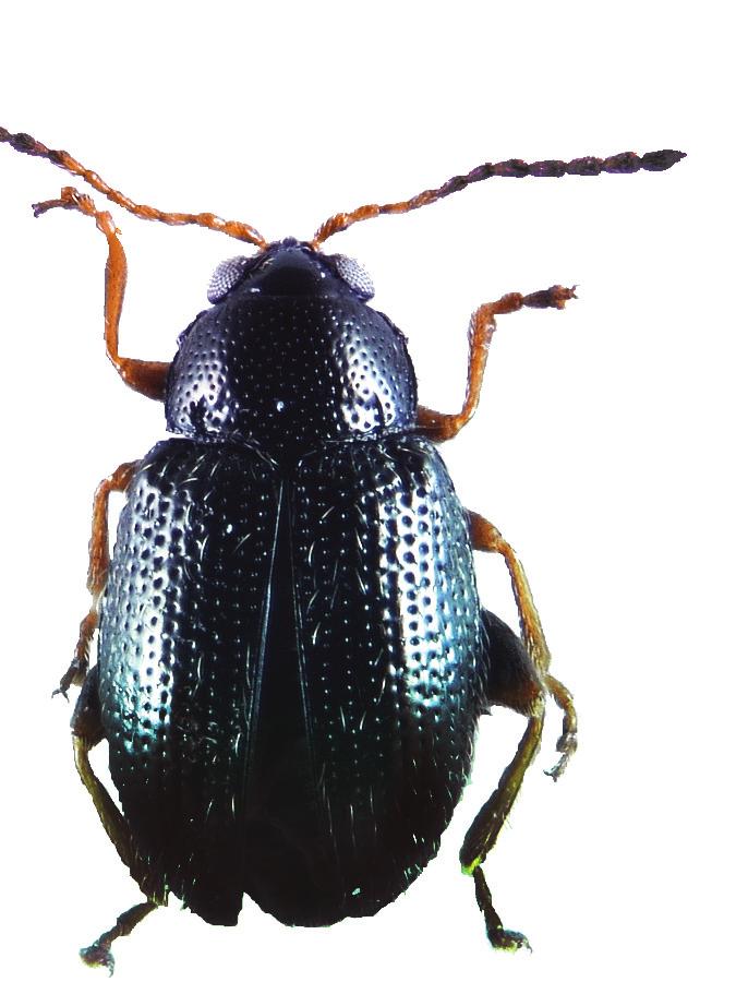 PROTECÇÃO DE CULTURAS Epitrix Similaris praga dos batatais SITUAÇÃO ACTUAL Este pequeno escaravelho, oriundo do continente americano, identificado pela primeira vez em 2004 tem, em Portugal, e desde