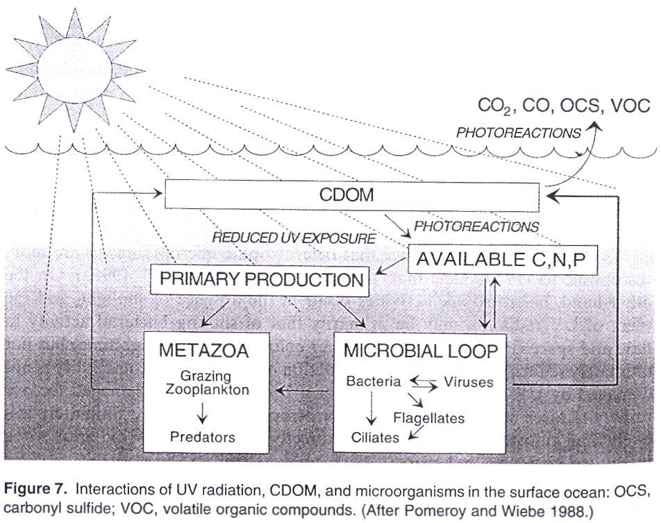 Efeito de radiação UV na Matéria Orgânica no Mar DOM (fracção CDOM coloured DOM) é responsável por grande parte da absorção da radiação solar (300 500 nm) na zona costeira (Mid-Atlantic Bight).