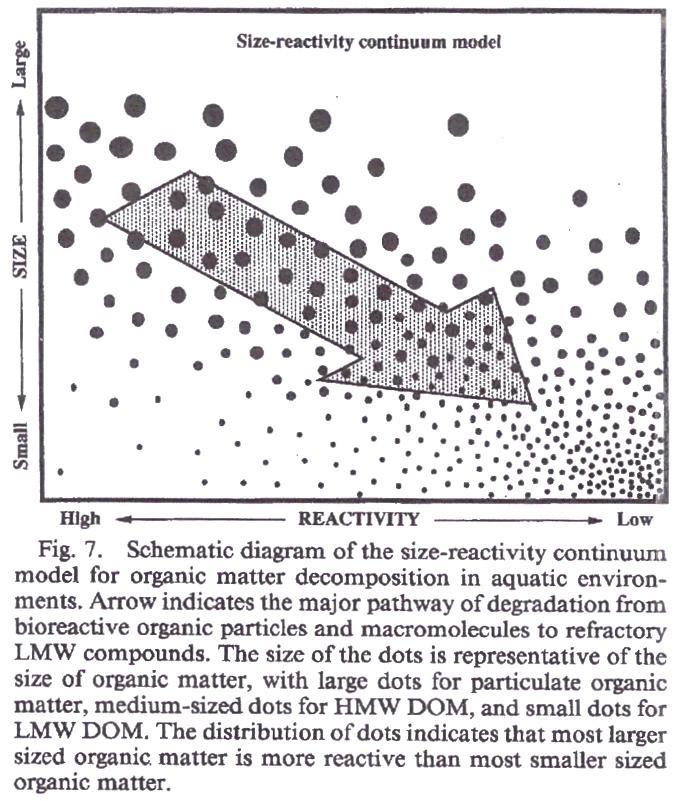 Modelo de peso molecular vs labilidade de compostos orgânicos no mar (Amon & Benner 1996) Espectro contínuo de peso molecular vs bioreactividade.