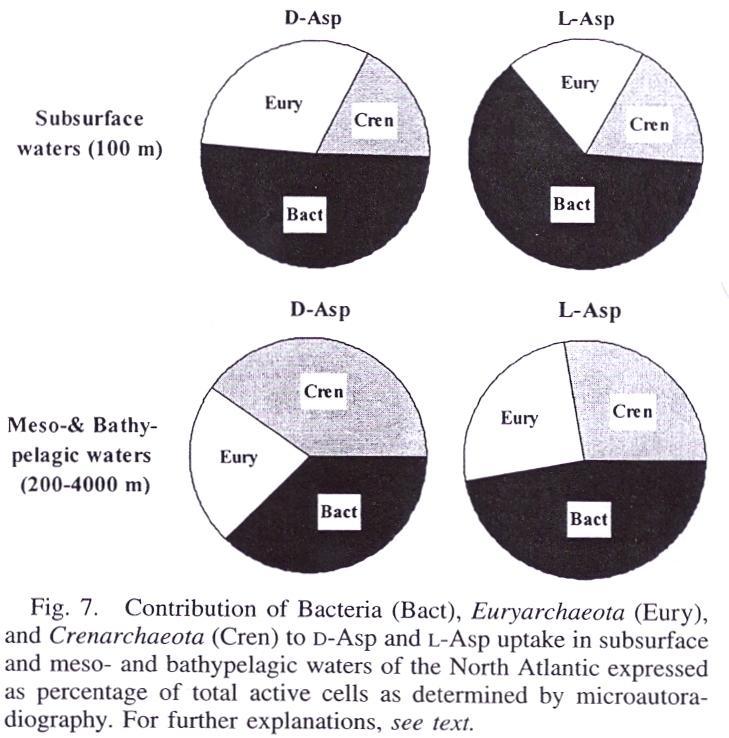 Importância de arquiobactérias (Archaea) no consumo e composição de m.o no mar (Teira et al. 2006) - cont. Eubactérias predominam na camada de mistura (0-100m) e incorporam L-Asp preferencialmente.