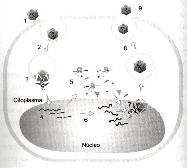 VIRAL 1- ADSORÇÃO 2- PENETRAÇÃO 3- EXPRESSÃO GÊNICA (TRANSCRIÇÃO E TRADUÇÃO