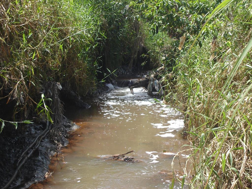 Contribuição em escala regional: Diversidade de macroinvertebrados bentônicos e