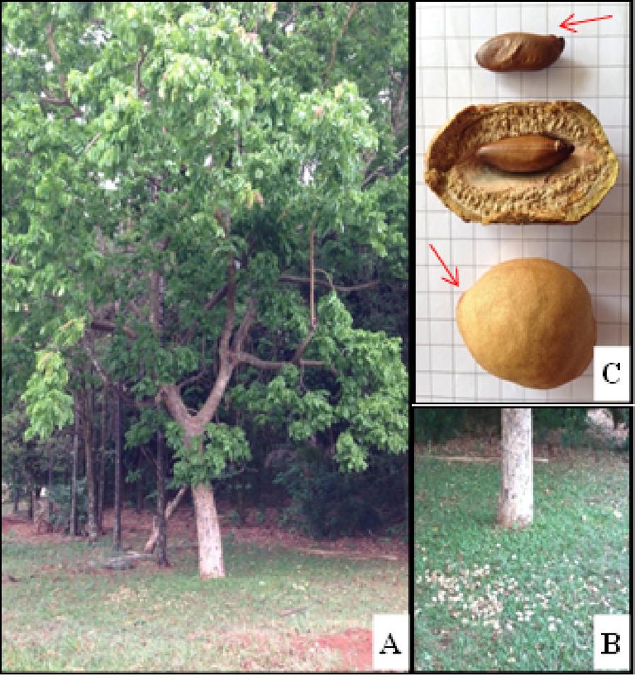 Figura 1 - A - Planta adulta de baru; B-deiscência de frutos de baru; C - aspectos externos e internos do fruto e semente de baru.