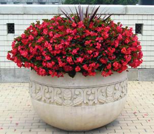 Anthony Boulding, Horticultural Manager Gardens & Estate