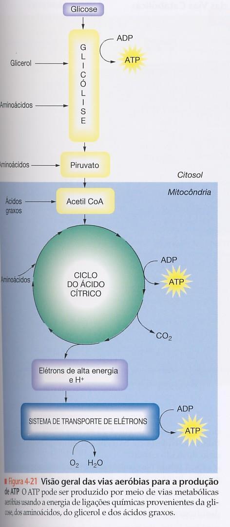 CICLO DE KREBS OU DO ÁCIDO CÍTRICO Silverthorn, D.