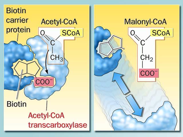 Acetil CoA Carboxilase HCO 3 + ATP