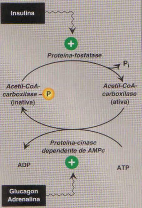 Quinase ativada por AMP catalisa a fosforilação da Acetil-CoA Carboxilase, causando inibição ão.