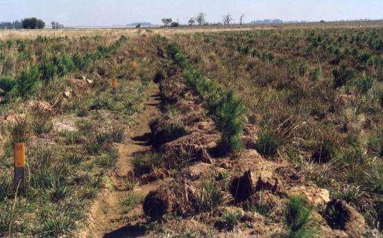 Preparo de solo em terrenos alagadiços: Problemas no futuro, estabilidade e desenvolvimento da