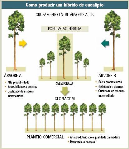 Melhoramento Genético Florestal Fonte: Guia do