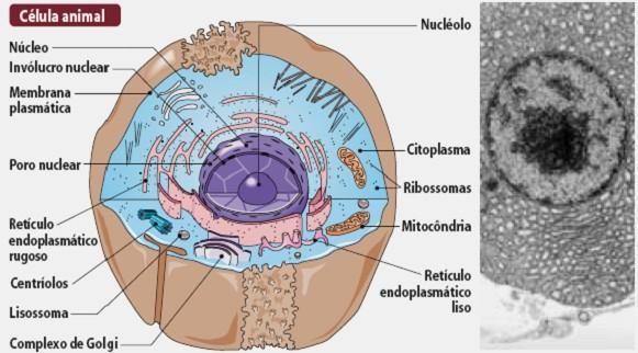 Célula animal idealizada,