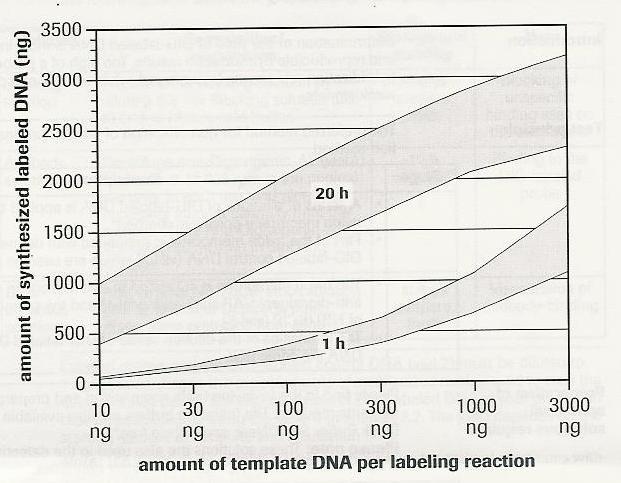 - Procede-se também à marcação com digoxigenina de uma mistura de fragmentos padrão 1 Kbp DNA ladder (esta será adicionada à mistura de hibridação em conjunto com a sonda marcada (secção E) e