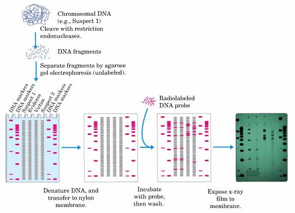 the Romanov family by DNA analysis.