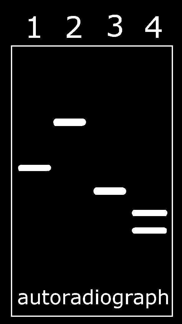 RFLP Restriction Fragment Length Polymorphisms Ganho ou perda de sítios de restrição