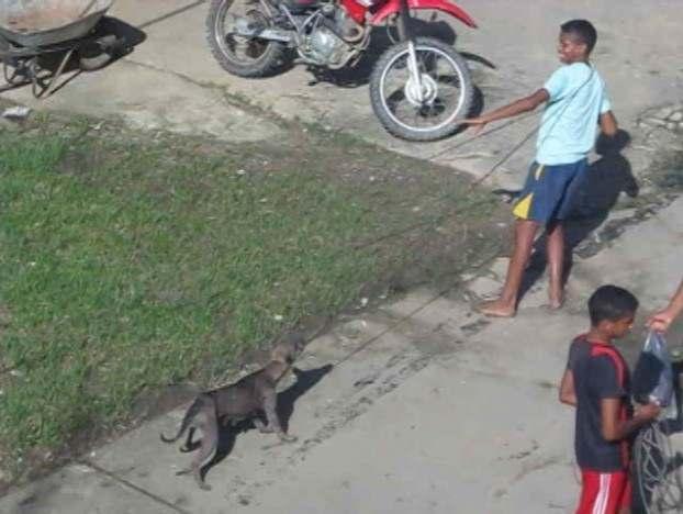 Vídeo mostra crianças participando da çaça aos cachorros. (Foto: Reprodução/ Aragonei Bandeira) A iniciativa da prefeitura desagradou moradores.