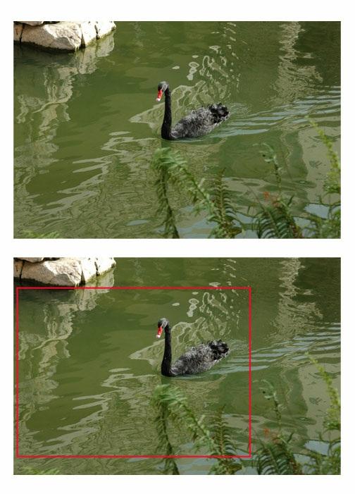 (acima à esquerda) Nessa imagem de um cisne negro está centralizado e a composição não é muito interessante; (abaixo à esquerda) Cortando