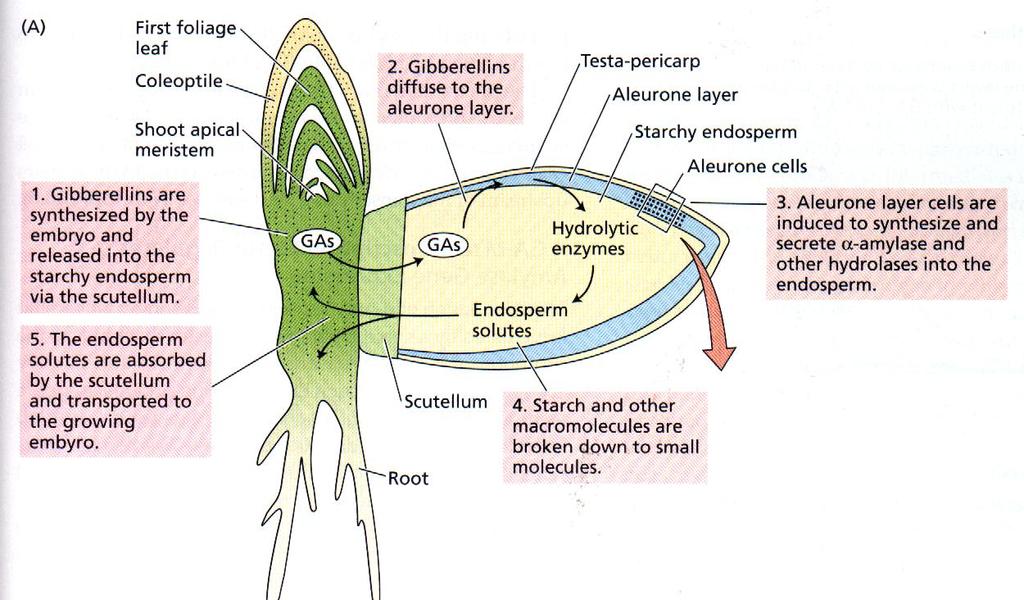 GERMINAÇÃO DE SEMENTES 1 a folha coleoptile Meristema apical 1. Giberelinas são sintetizadas pelo embrião e liberadas no endosperma via escutelo. 5.