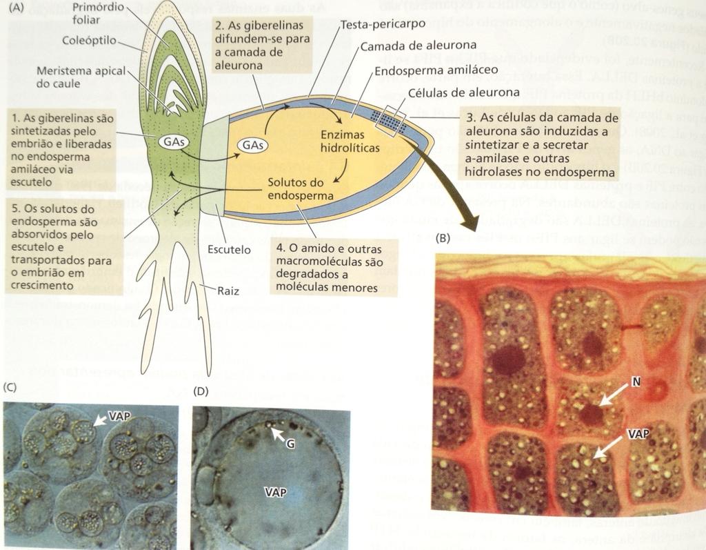 GERMINAÇÃO DE SEMENTES Camada de aleurona de Cevada Protoplastos de células de aleurona de Cevada VAP: