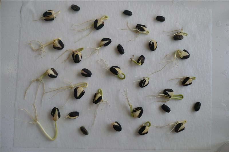 Germinação de sementes de pinhão