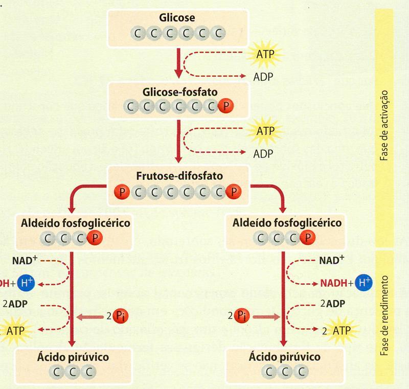 GLICÓLISE 1. Observe atentamente a figura 3 e responda. Figura 3 1.1. Refira os acontecimentos que ocorrem durante a faz de ativação. 1.2.