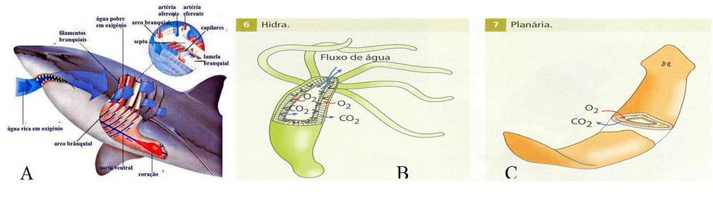 estoma essencial para as trocas gasosas nas plantas.