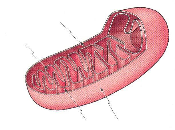 Membrana interna ristas Matriz Membrana externa As enzimas do ciclo do ácido cítrico estão essencialmente localizadas na matriz mitocondrial.