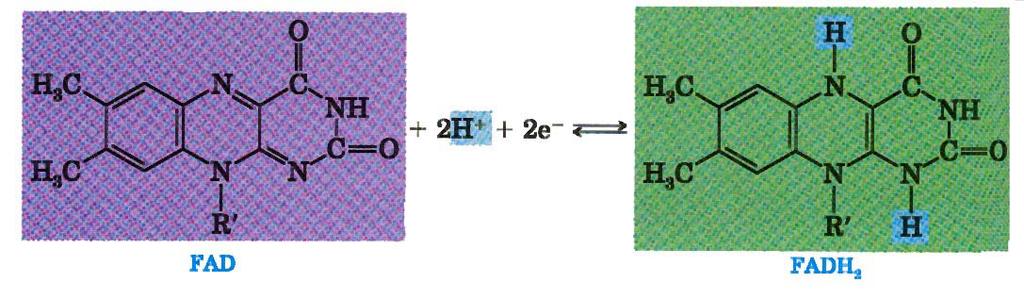 As coenzimas AD + e FAD são muitas vezes vistas como moléculas transportadoras de electrões.