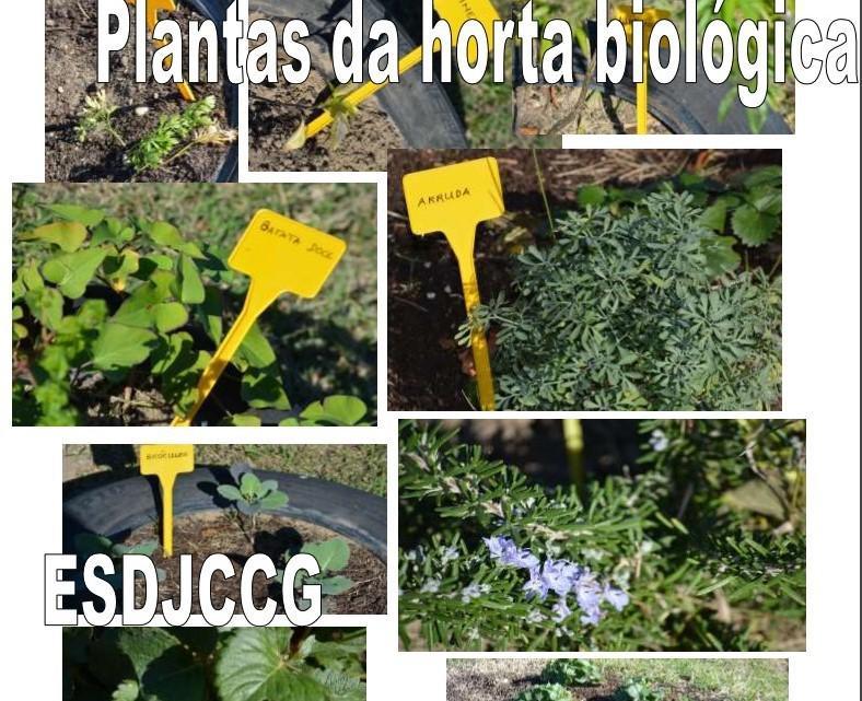 Identificação das plantas da