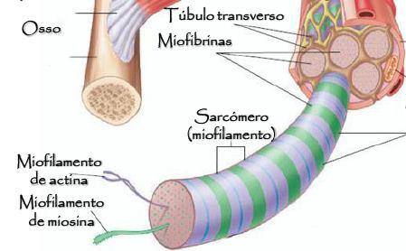 ORGANIZAÇÃO MICROSCÓPICA SARCÓMERO Componente básico do músculo estriado que