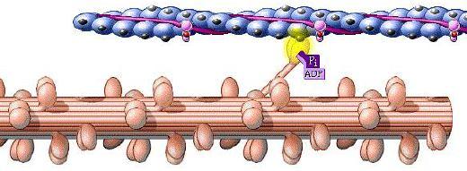 PASSO 1 EXPOSIÇÃO DO SÍTIO ATIVO DA ACTINA Um estímulo nervoso produz a libertação de Cálcio, expondo o sítio ativo da actina.