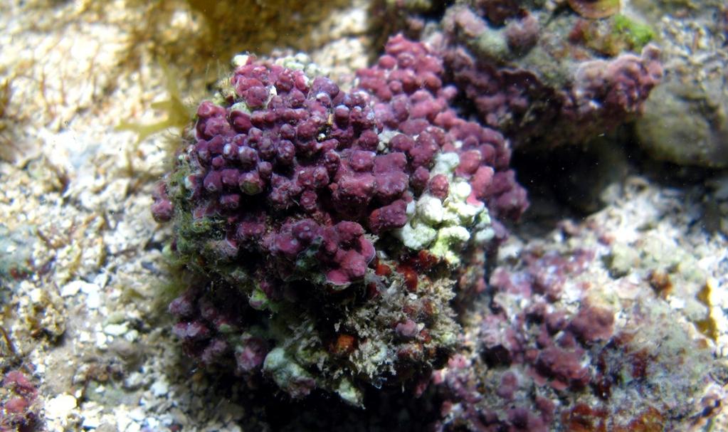 10 1. INTRODUÇÃO Algumas espécies de algas marinhas vermelhas são capazes de precipitar em suas paredes celulares o carbonato de cálcio (DIAS, 2000).