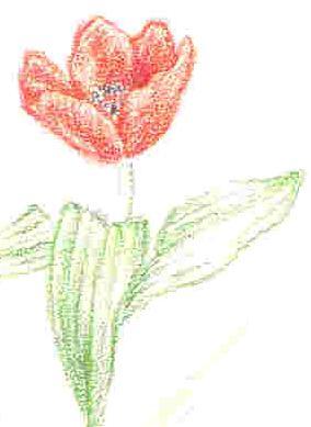 2 3.1- Tendo em conta a opinião dessa flor, liga com uma seta as características do lado direito às flores apresentadas à direita.