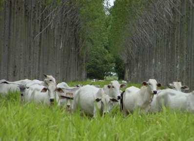 Integração Lavoura-Pecuária-Silvicultura (IPLS) Recuperação de pastagens degradas na região do Cerrado 1 ha de pastagem recuperada = 1,8 ha de florestas preservadas Já temos 7 milhões de hectares De