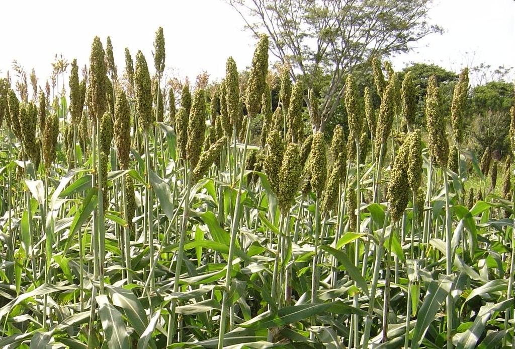 Idade ideal da planta no momento do corte sorgo: grão no estádio leitoso