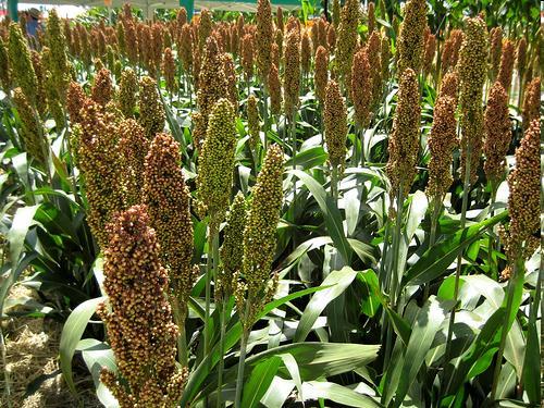 Idade ideal da planta no momento do corte sorgo: grão no estádio farináceo duro 49