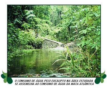 Isso porque, nestas últimas, boa parte da água fica retida nas copas das árvores, evaporando-se para a atmosfera.