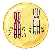 Genes no mesmo cromossomo podem