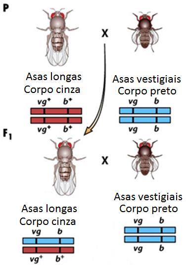 Ligação gênica em F 1 Drosophila melanogaster Asas