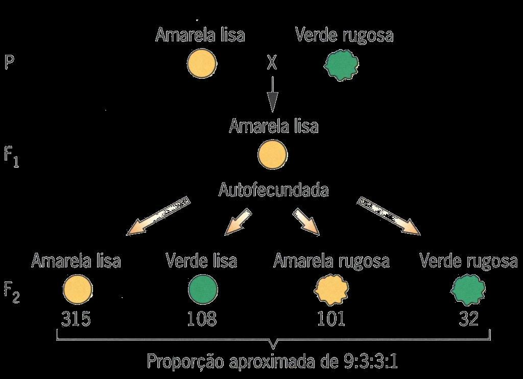 Segregação