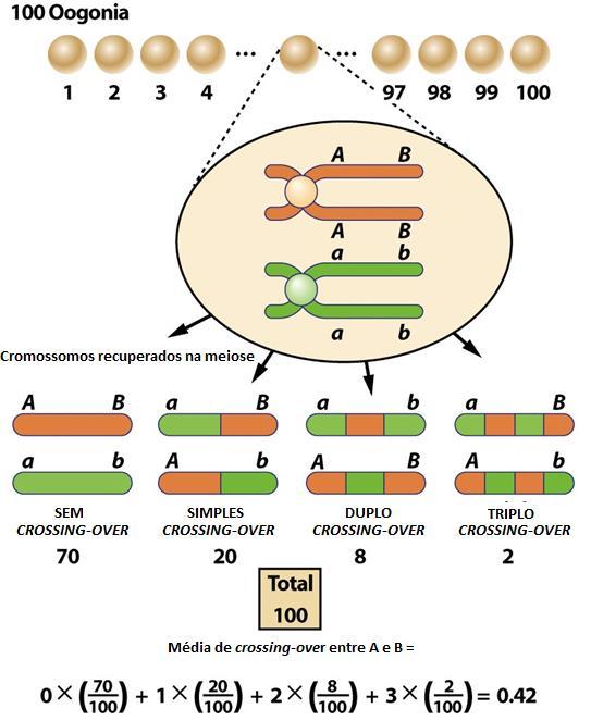 Número médio de crossings entre genes