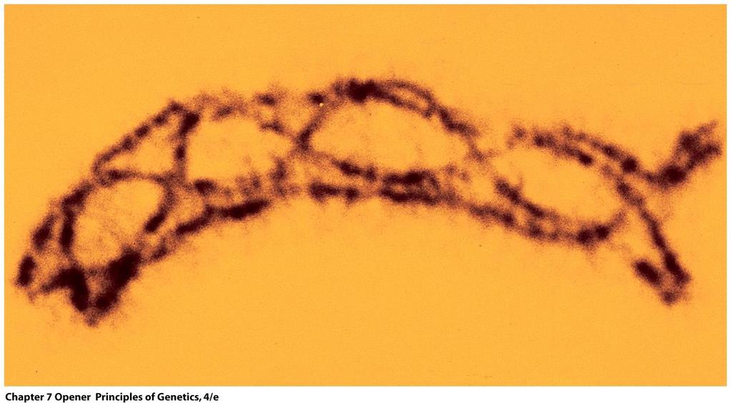 Meiose: pares de homólogos com troca física