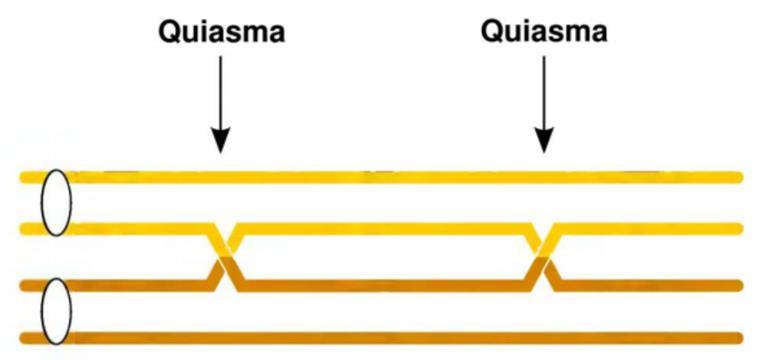 Ocorre durante a prófase I da meiose no estágio bivalente (troca de pedaços de DNA) nos