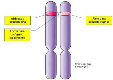 Os factores de Mendel são actualmente designados genes. Os genes podem apresentar formas alternativas sendo cada uma delas designada por genes alelos os só alelos.