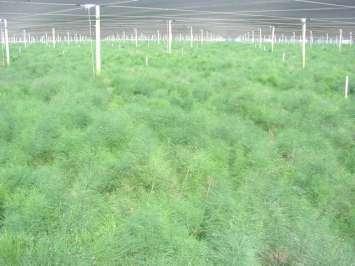 Produção de espargos ornamentais (Asparagus virgatus) Caracteriza-se por