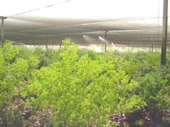 Produção de espargos ornamentais (Asparagus macowanii) - Ming Caracteriza-se por apresentar