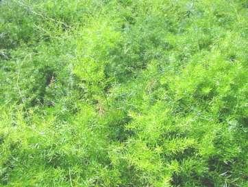 Produção de espargos ornamentais (Asparagus densiflorus) - Sprengeri Caracteriza-se por