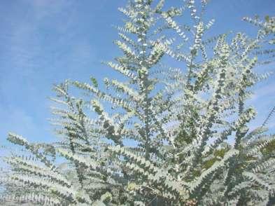 Produção de Eucaliptos 'Baby Blue' (E. pulverulenta) e 'Silver Dollar' (E. polyanthemus).