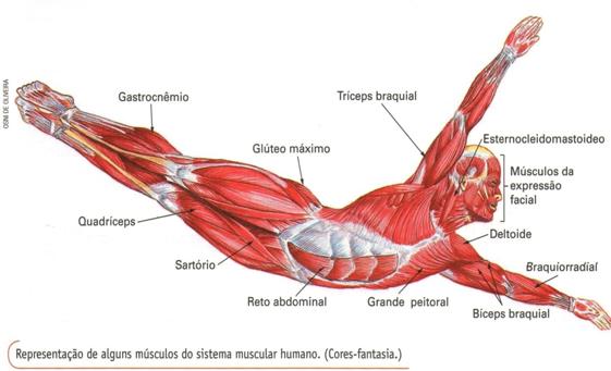 Biologia TECIDO MUSCULAR / TECIDO NERVOSO TECIDO MUSCULAR O tecido muscular é composto pelas fibras musculares (miócitos).