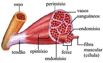 Anotações: Três diferentes tipos de fibras musculares formam os tecidos musculares dos animais (músculo liso, estriado esquelético e estriado cardíaco).